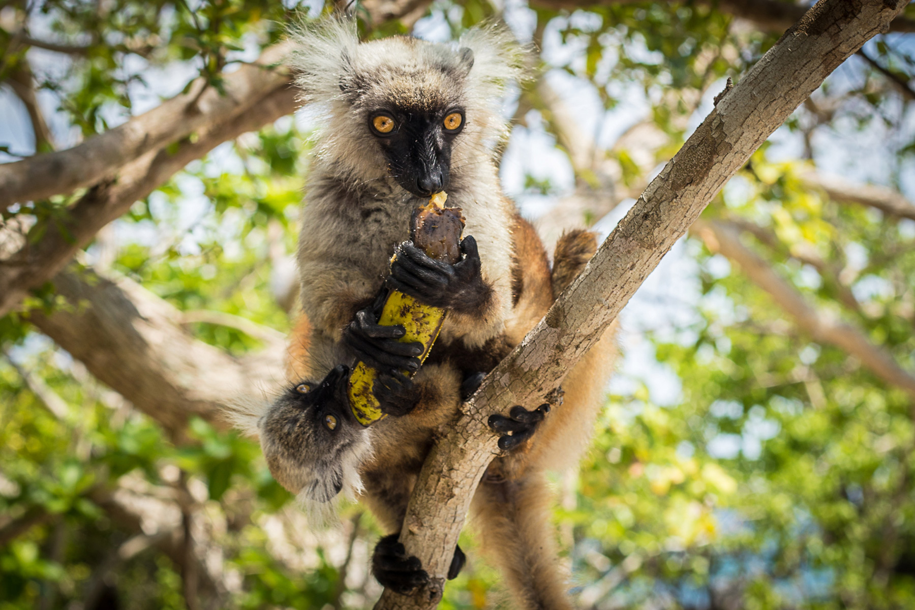 Lemur in Nosy Be, Madagascar. © Paul Changuion