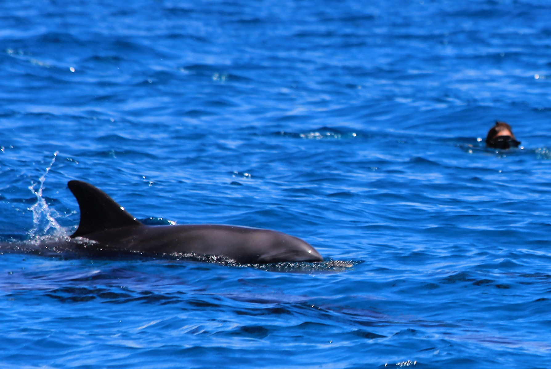 Swimming with dolphins, Pemba. © Heléne Ramackers