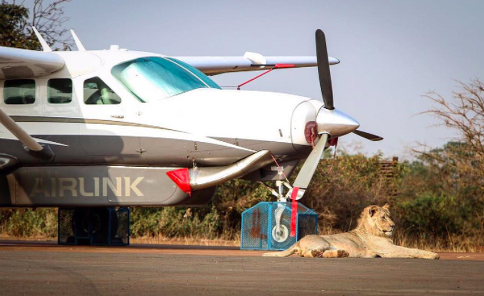 Lion guarding Airlink’s Lodge Link Caravan, Phinda (lodge link). © andBeyond