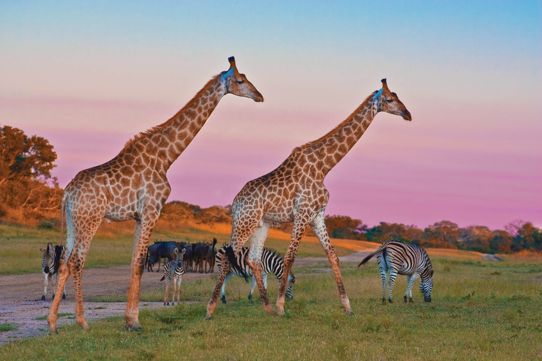 Sabi Sand Game Reserve, Arathusa (lodge link). © Arathusa Lodge