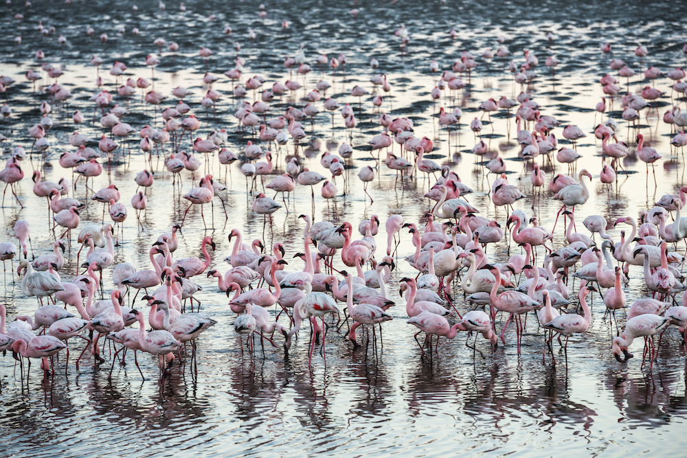 Flamingos in Walvis Bay, Namibia