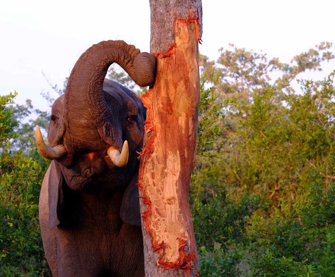 Photo taken at Dulini Private Game Lodge © Gillian Mclaren
