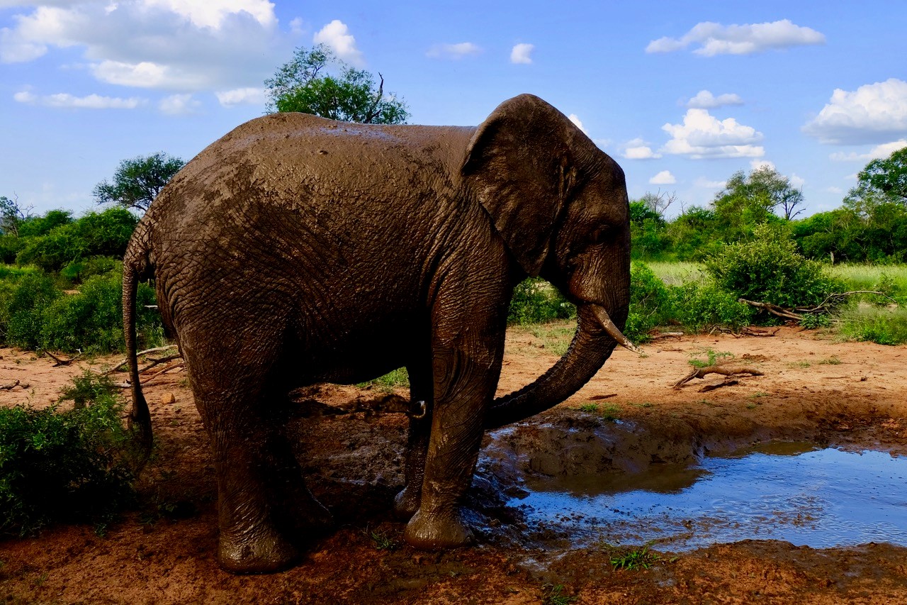 Photo taken at Dulini Private Game Lodge © Gillian Mclaren