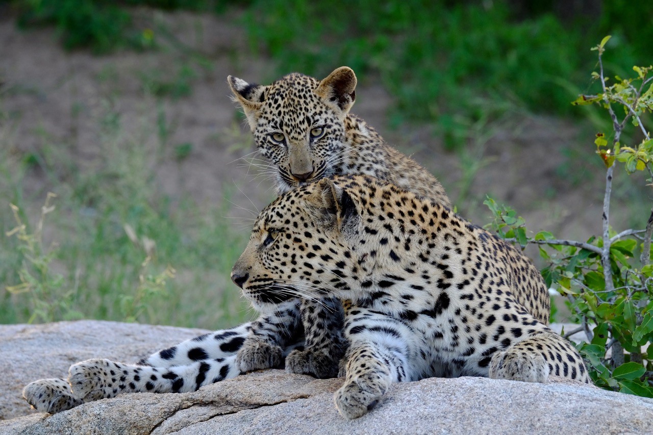 Photo taken at Dulini Private Game Lodge © Gillian Mclaren