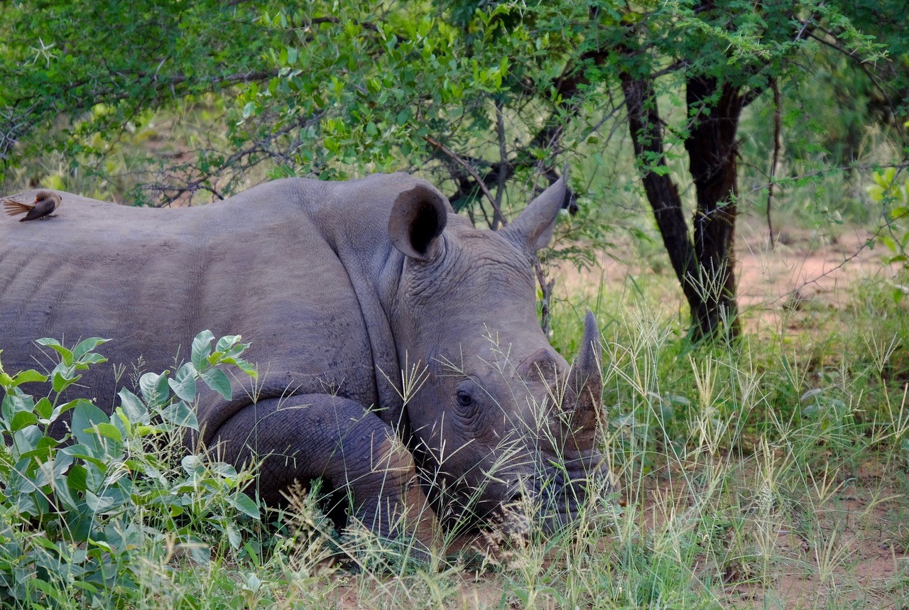Photo taken at Dulini Private Game Lodge © Gillian Mclaren