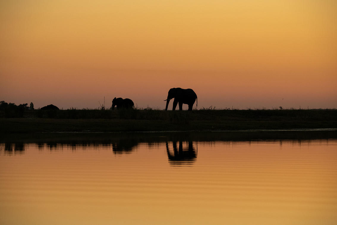 Elephant at Dusk. Kasane © Zambezi Queen Collection