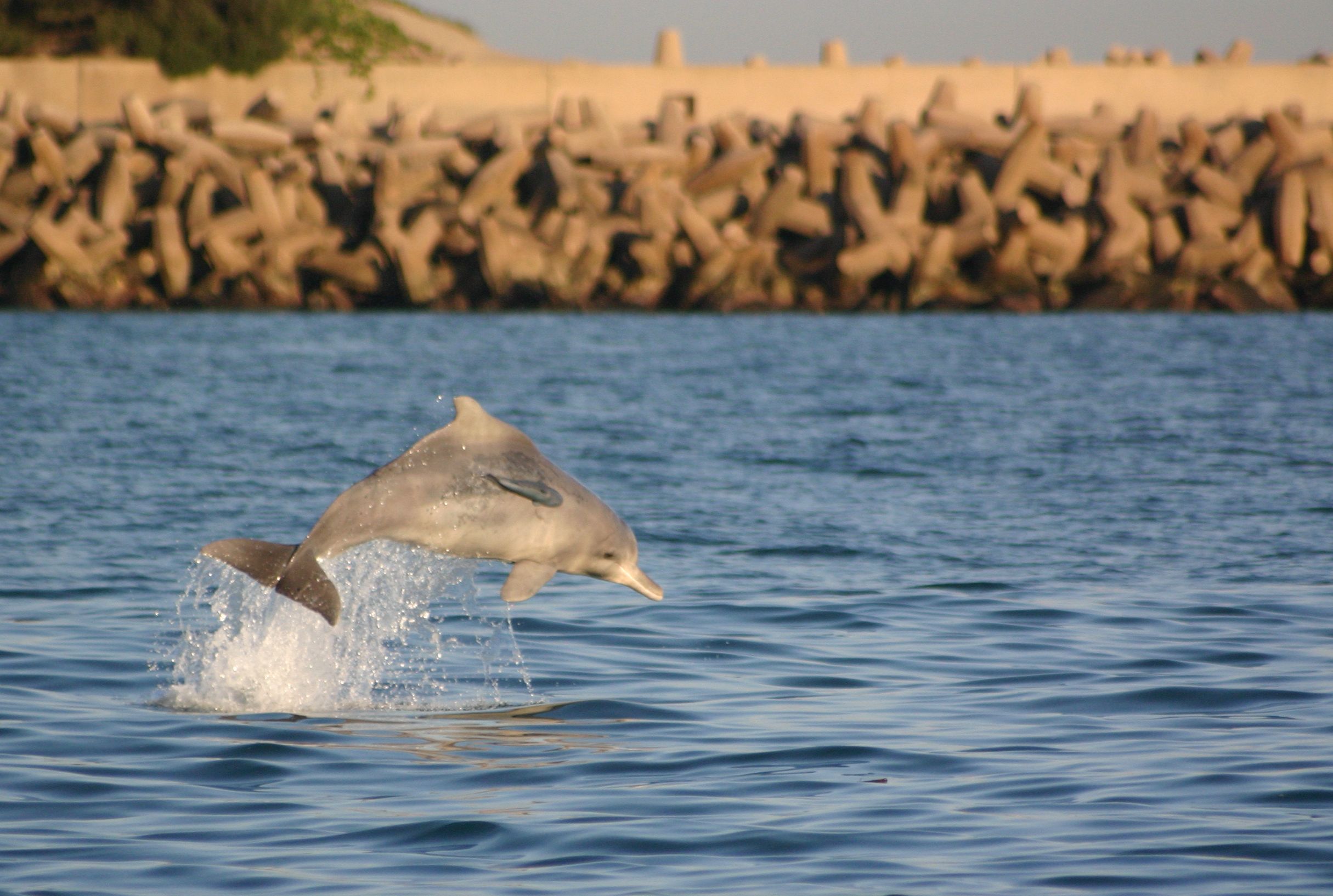Humpback dolphins in Richard's Bay © Brett Atkins