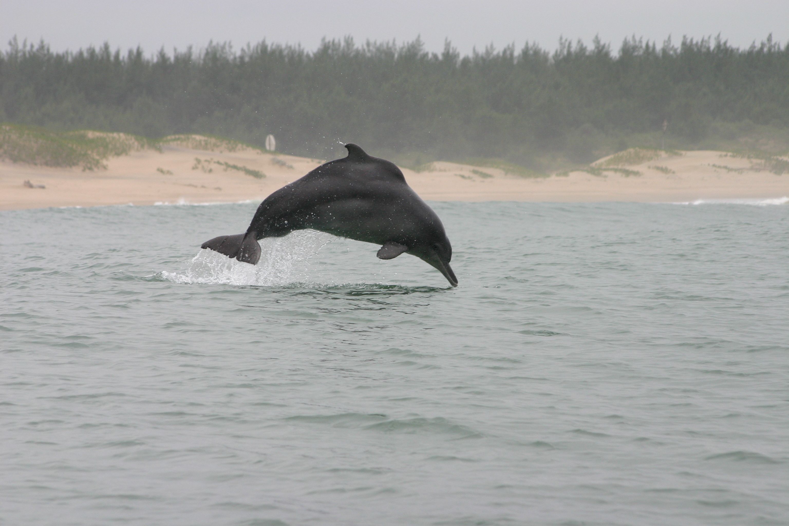 Humpback dolphins in Richard's Bay © Brett Atkins