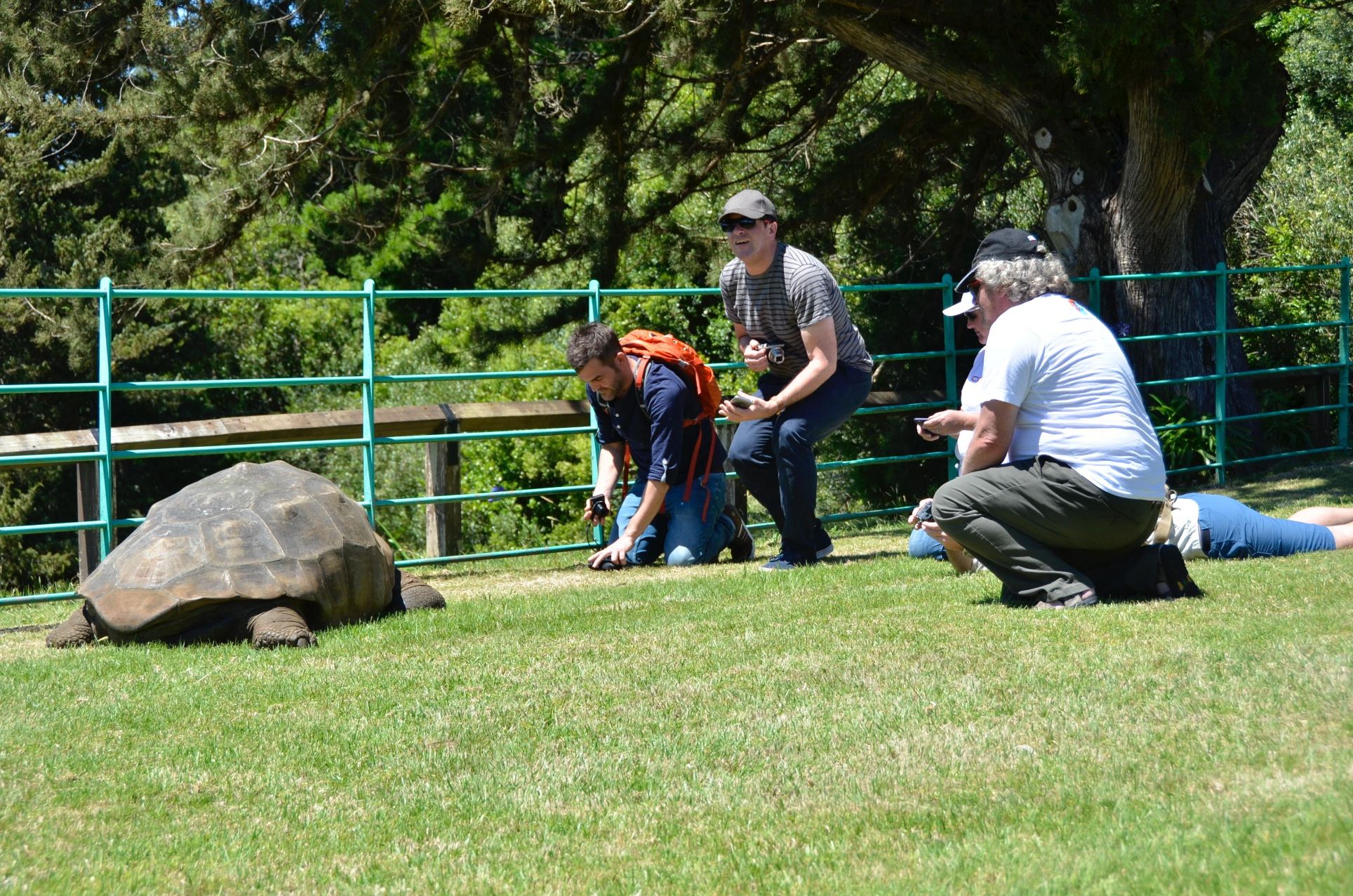 Jonathan the tortoise. St Helena Island. Courtesy of: St Helena Tourism