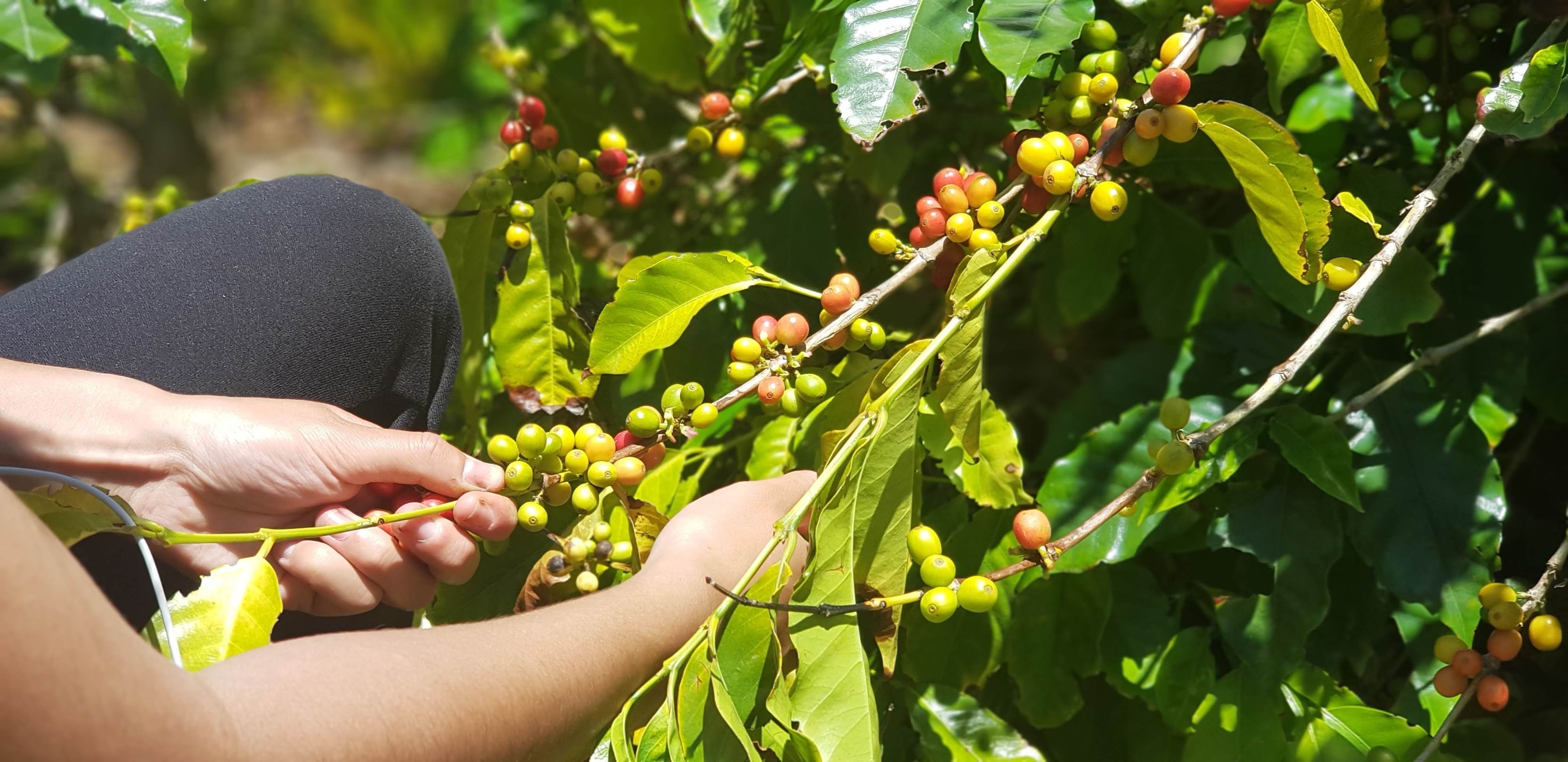 St Helena coffee. St Helena Island. Courtesy of: St Helena Tourism