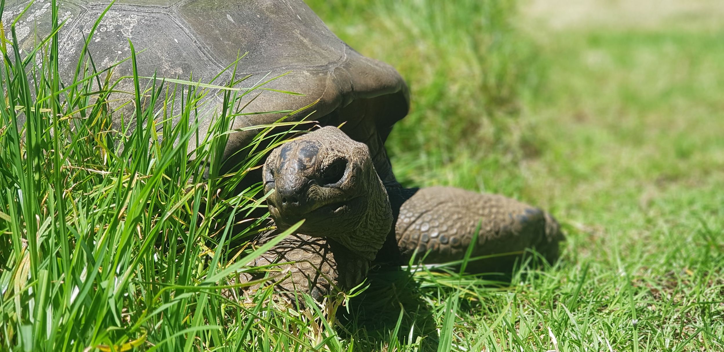 Jonathan the tortoise. St Helena Island. Courtesy of: St Helena Tourism