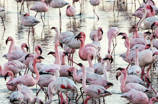 Walvis Bay