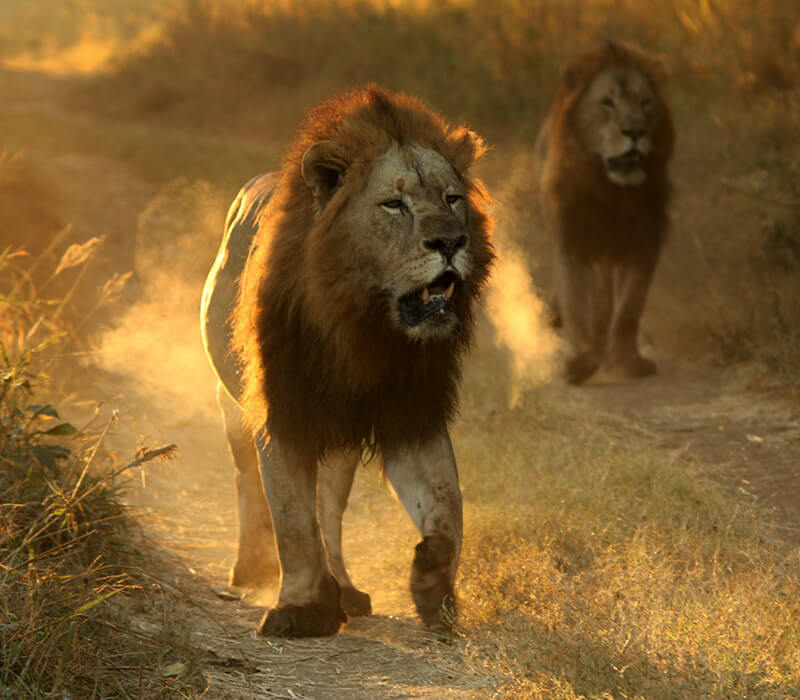 Manyoni Private Game Reserve Manyoni Private Game Reserve