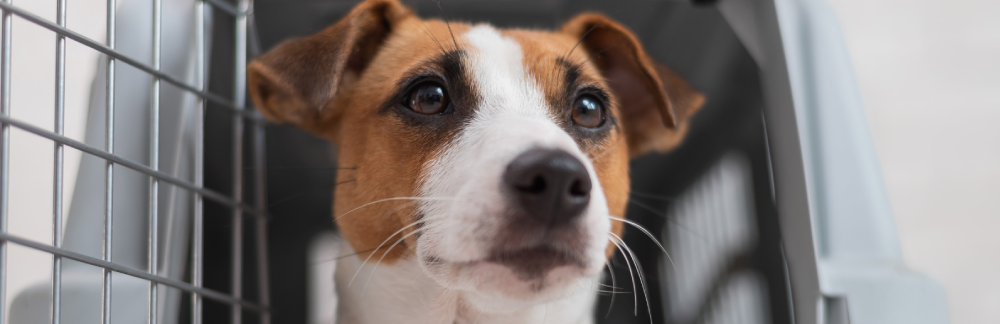 Care & Loading Pets for Ait Transport