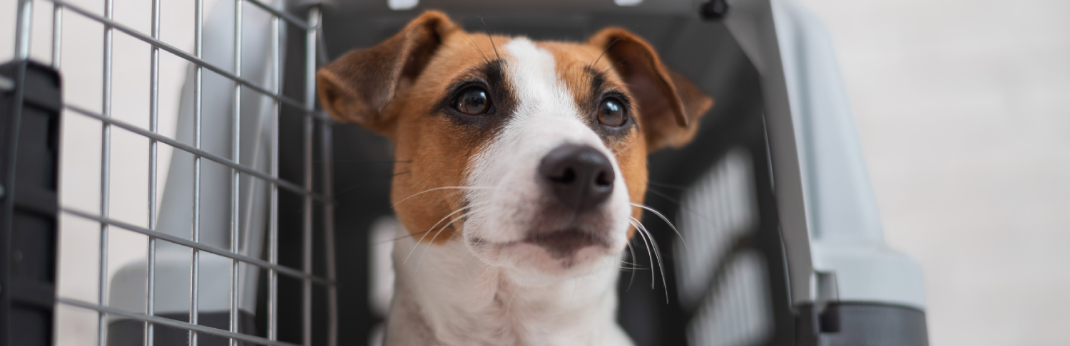 Air transport of pets Air transport of pets