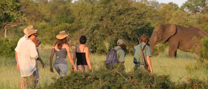 Rhino Walking Safaris Rhino Walking Safaris
