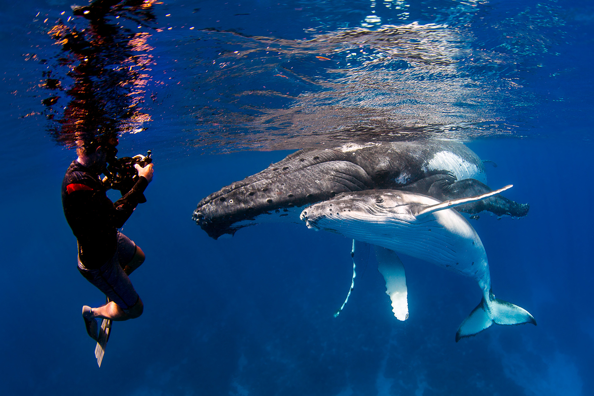 Pro Dive Travel Pro Dive Travel