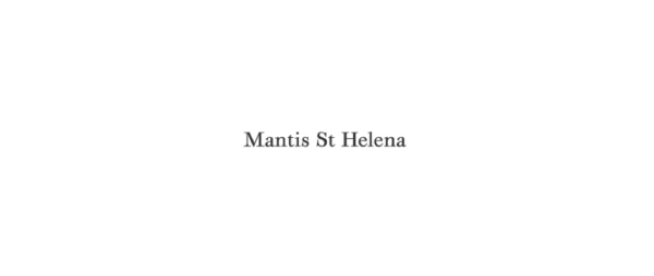 Mantis St Helena Mantis St Helena