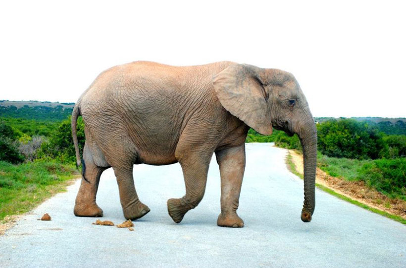 Addo Elephant Park