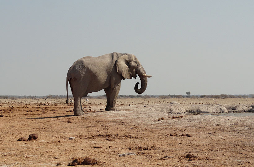 Nxai Pan Day Trip