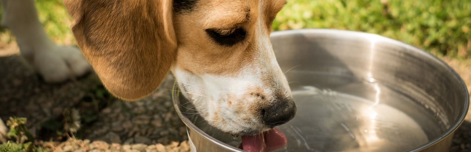 Feeding and Watering Guide (Emergency Use Only) Feeding and Watering Guide (Emergency Use Only)
