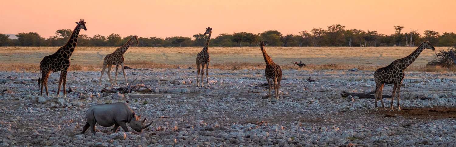 Airlink Steps Up Fight Against Multi-billion Dollar Illegal Wildlife Trade com Airlink Steps Up Fight Against Multi-billion Dollar Illegal Wildlife Trade com
