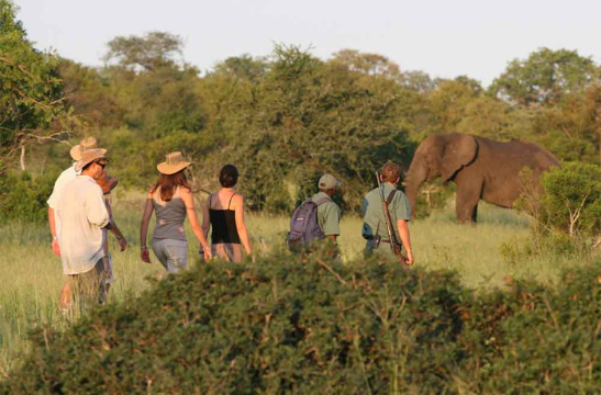 Top 5 Walking Safaris in the Kruger National Park