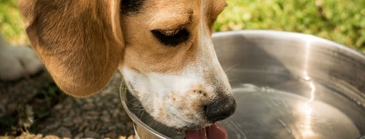 Feeding and Watering Guide (Emergency Use Only)