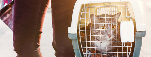 Conditions Of Carriage