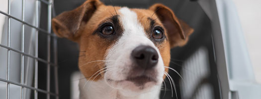 General Care & Loading