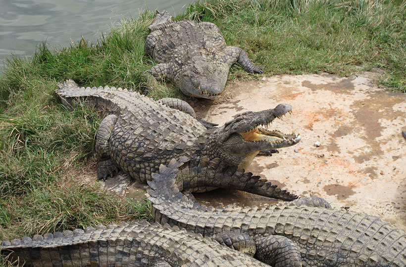 Croc Farm Ivato